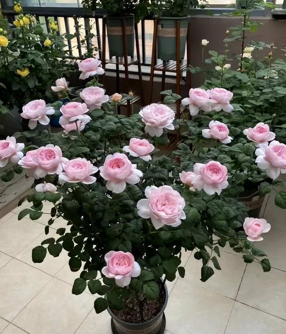 此款女王月季多头群开又仙又美多季节有花赏适合新手