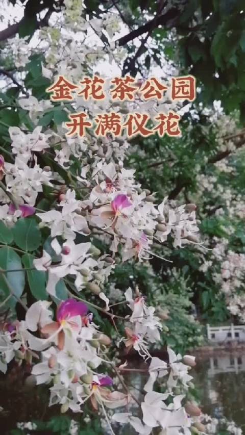第一次看到南宁金花茶公园有那么多仪花开放……|南宁市|大片|紫色|花瓣|白色_新浪新闻