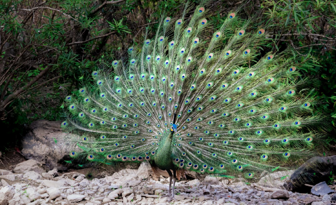 cop15高清大图带你看绿孔雀有多美