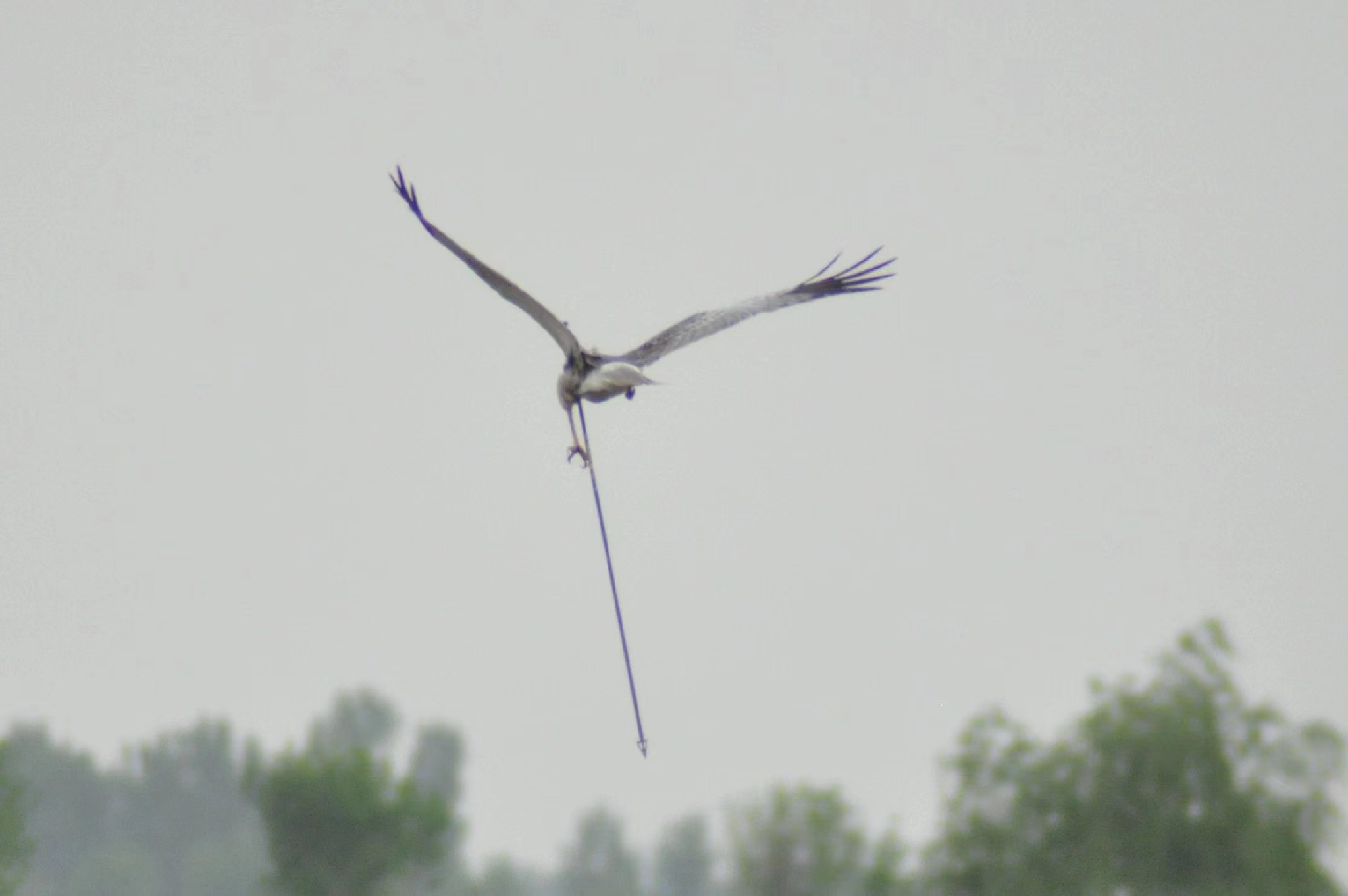 4月21日,中箭的白腹鹞带着箭飞行.&nbsp;&nbsp;邢世杰供图