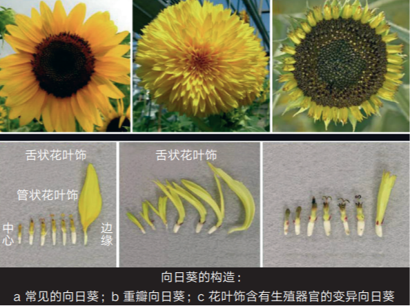 梵高笔下的某些向日葵为什么看上去像绒球