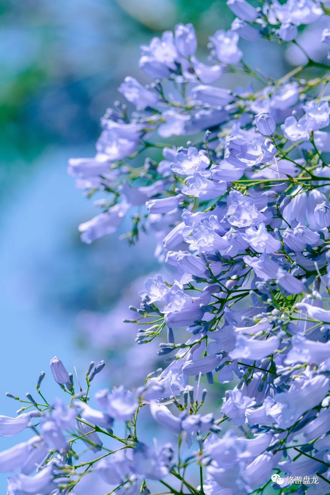 刷爆全网赵立坚点赞的昆明这片花海到底有多梦幻