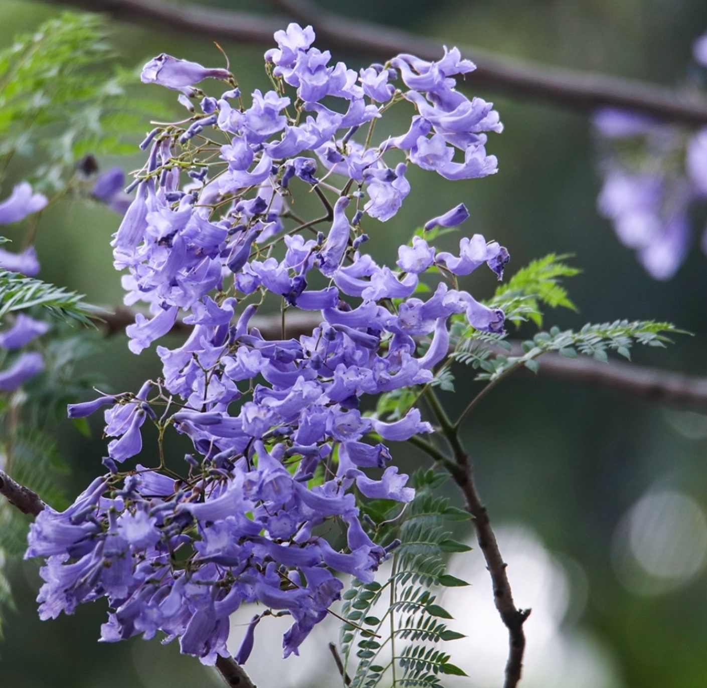 新快报讯 近日,广州市民会在路边看到一种开着紫蓝色花的树木.