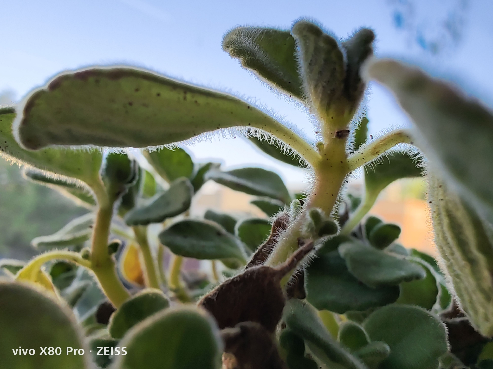 vivo X80 Pro 评测：用上全新 V1+ 自研芯片，会「再一次」成为年度影像旗舰吗？休闲区蓝鸢梦想 - Www.slyday.coM