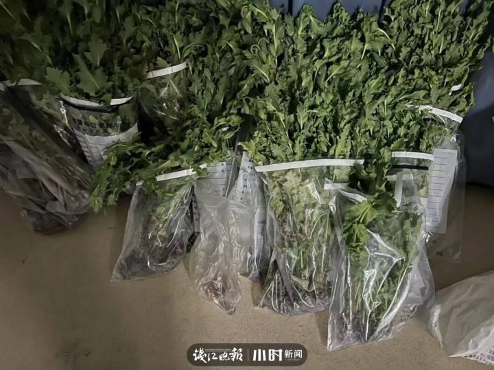 为了炒菜当味精放，诸暨一男子在自家菜园种了939株罂粟休闲区蓝鸢梦想 - Www.slyday.coM
