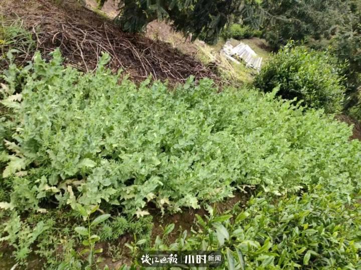 为了炒菜当味精放，诸暨一男子在自家菜园种了939株罂粟休闲区蓝鸢梦想 - Www.slyday.coM