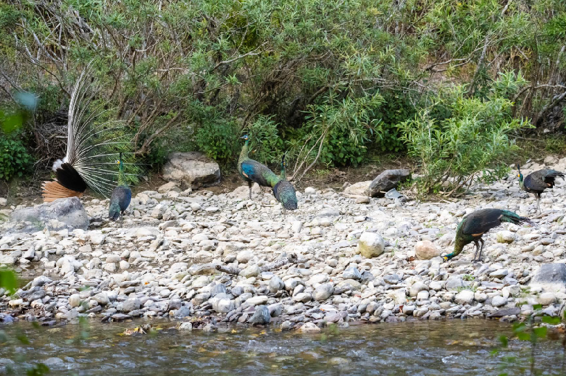【COP15】高清大图带你看绿孔雀有多美！