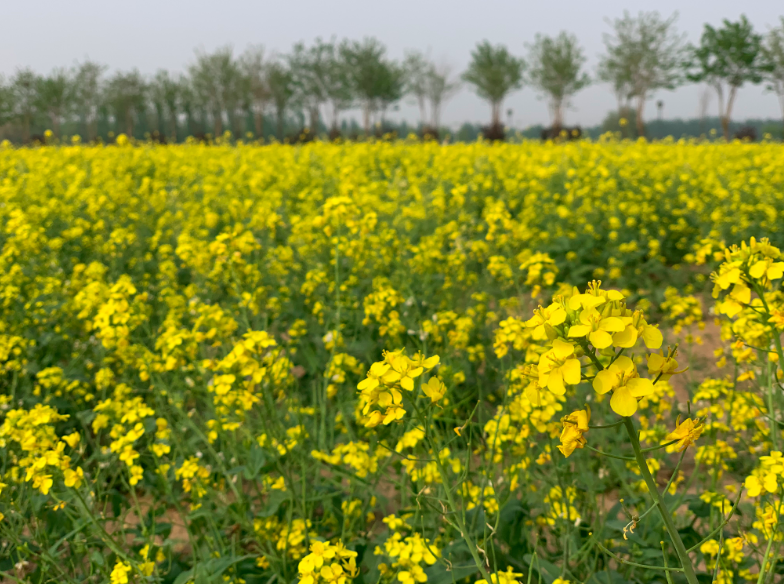 瀛海400亩油菜花开了景区提示不可进入花田踩踏