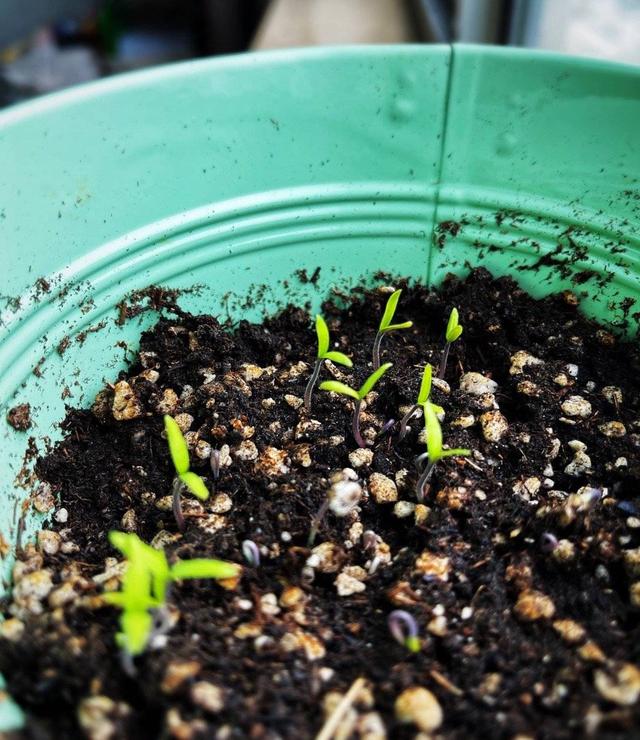一个小番茄扔花盆里长出一大棵结的番茄全家吃不完