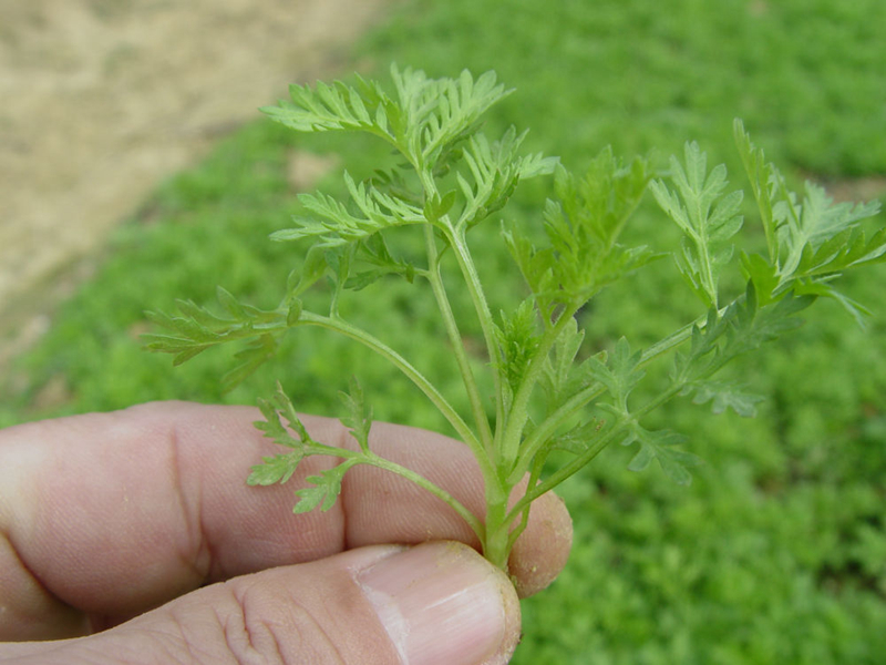 这是播后45天的青蒿苗.新华社发