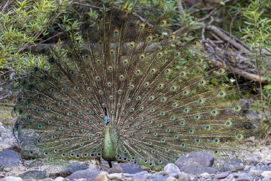 cop15高清大图带你看绿孔雀有多美