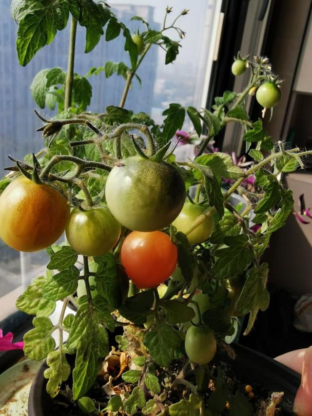 一个小番茄扔花盆里长出一大棵结的番茄全家吃不完