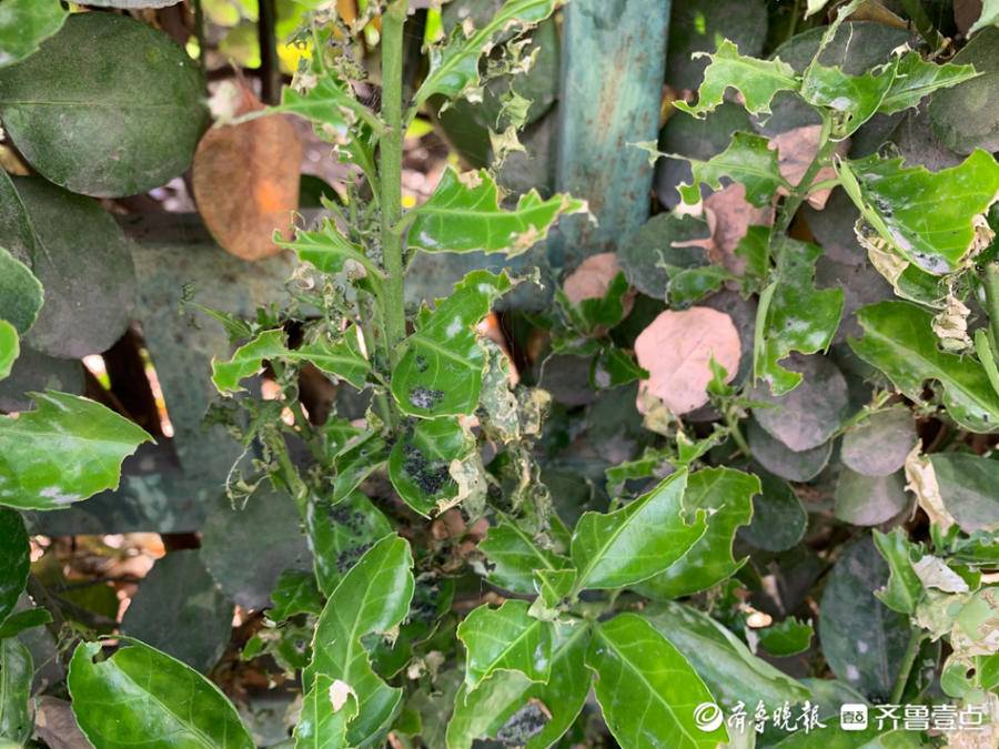 齐鲁壹点泰安帮办丨奈河东路部分冬青遭虫害园林中心称已打药