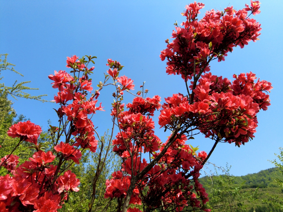云南富源:杜鹃花开别样红|杜鹃花|云南省_新浪新闻