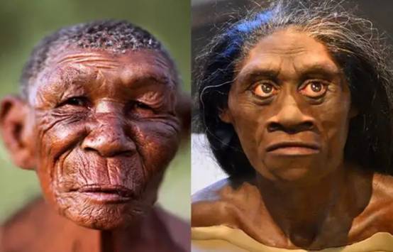 他们应该是属于直立猿人,也就是处于古猿朝着早期人类进化的过渡