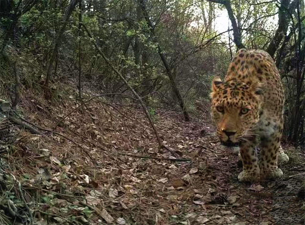 4只华北豹现身子午岭,母豹躺在地上休息,小豹叼着猎物四处跑__财经