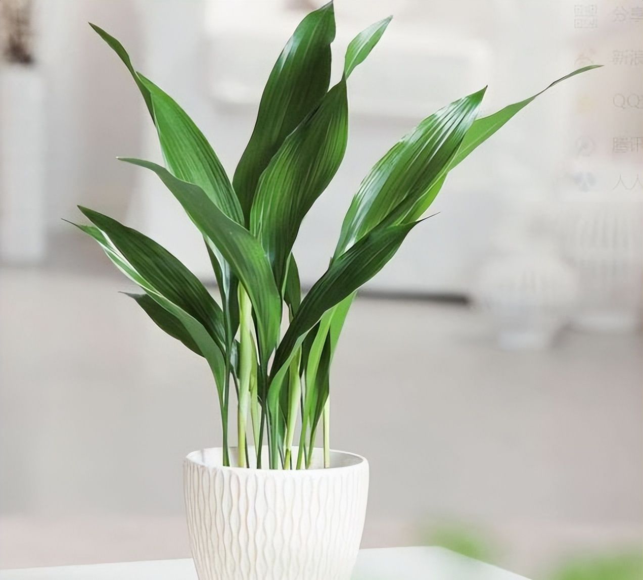 新手养花选它,四季常青颜值高,好养皮实不生病,值得拥有|一叶兰|养花