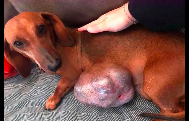街边腊肠犬腹部有巨型肿瘤,谁知它竟还有主人,故意拖着不治疗?