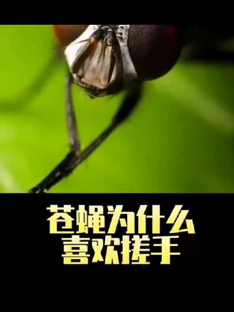 苍蝇为什么喜欢搓手因为它们的味觉在手上
