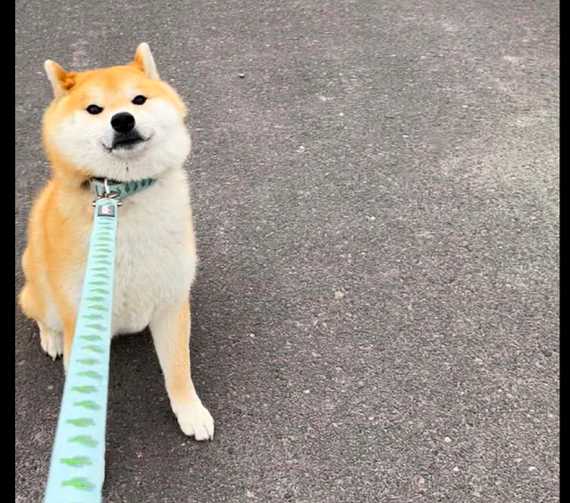 带柴犬出去玩,它一屁股坐在地上不愿走了,最后胜利的笑容贱贱的