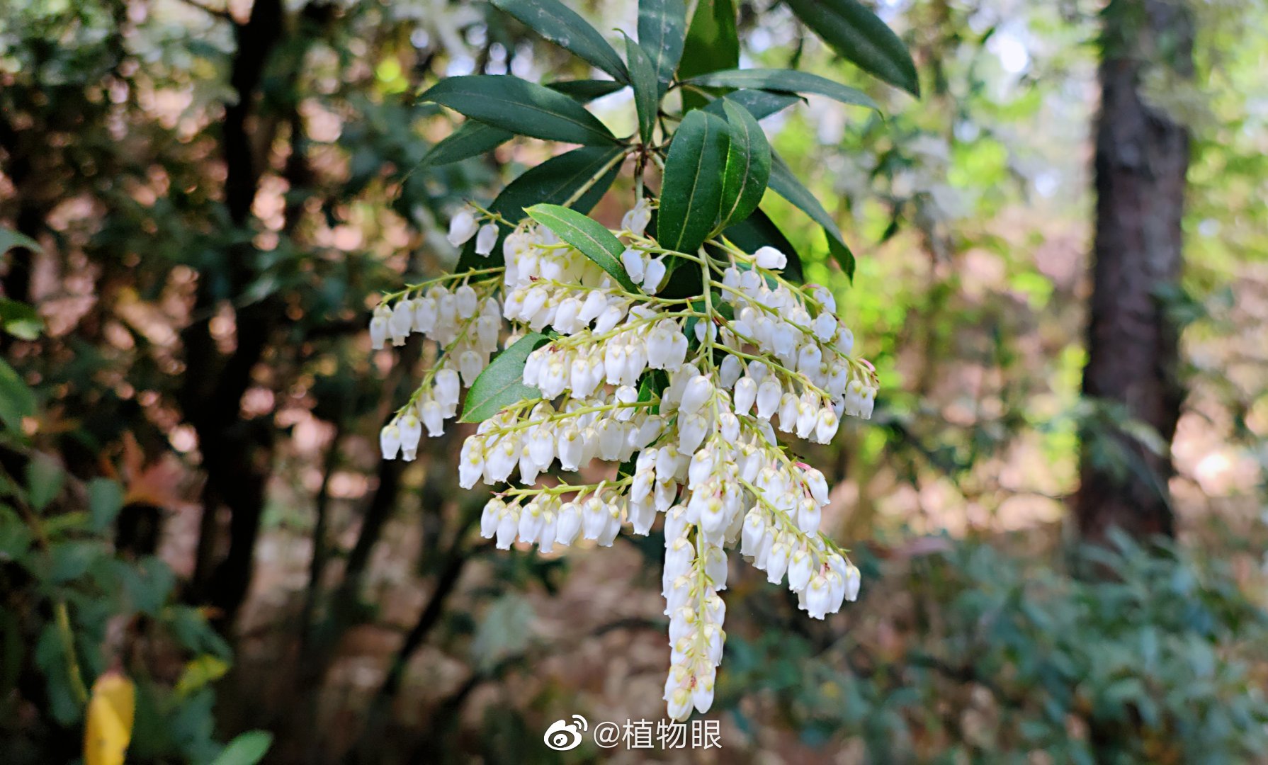 花像一串串白色的小铃铛