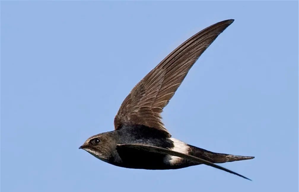 雨燕变翼飞行之谜求偶休息时都在飞行雄猫飞机灵感来源于它