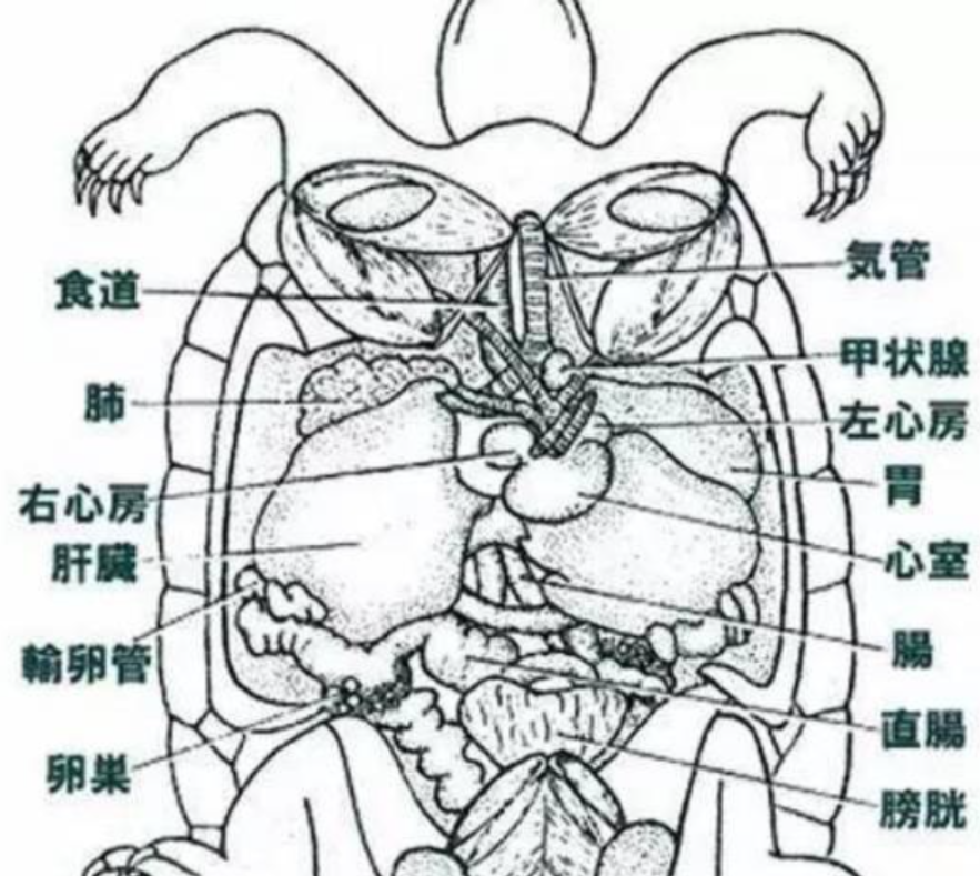 一度仅存3只的“神兽”，有一只在我国，无法有效繁殖或走向灭绝休闲区蓝鸢梦想 - Www.slyday.coM