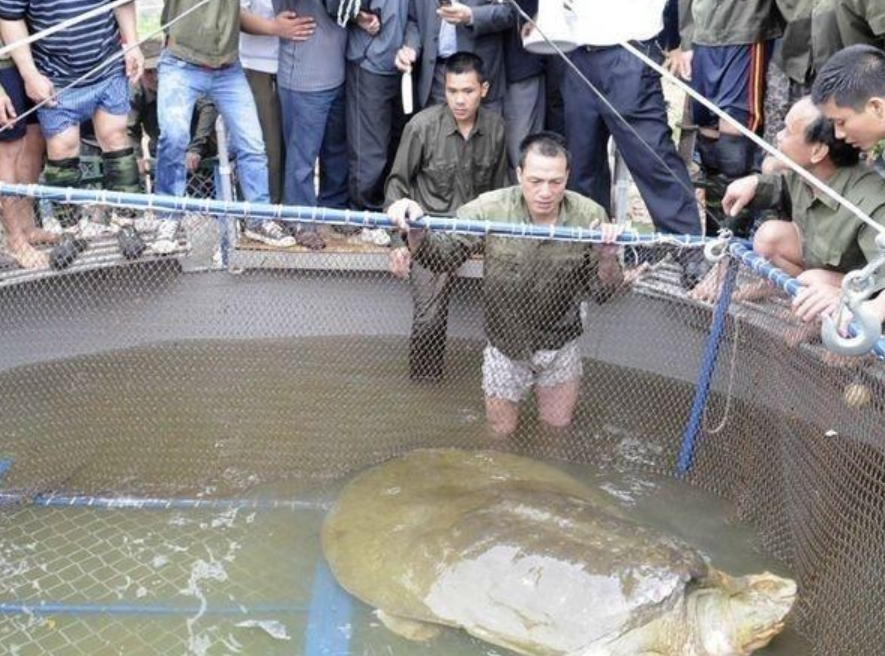 一度仅存3只的“神兽”，有一只在我国，无法有效繁殖或走向灭绝休闲区蓝鸢梦想 - Www.slyday.coM