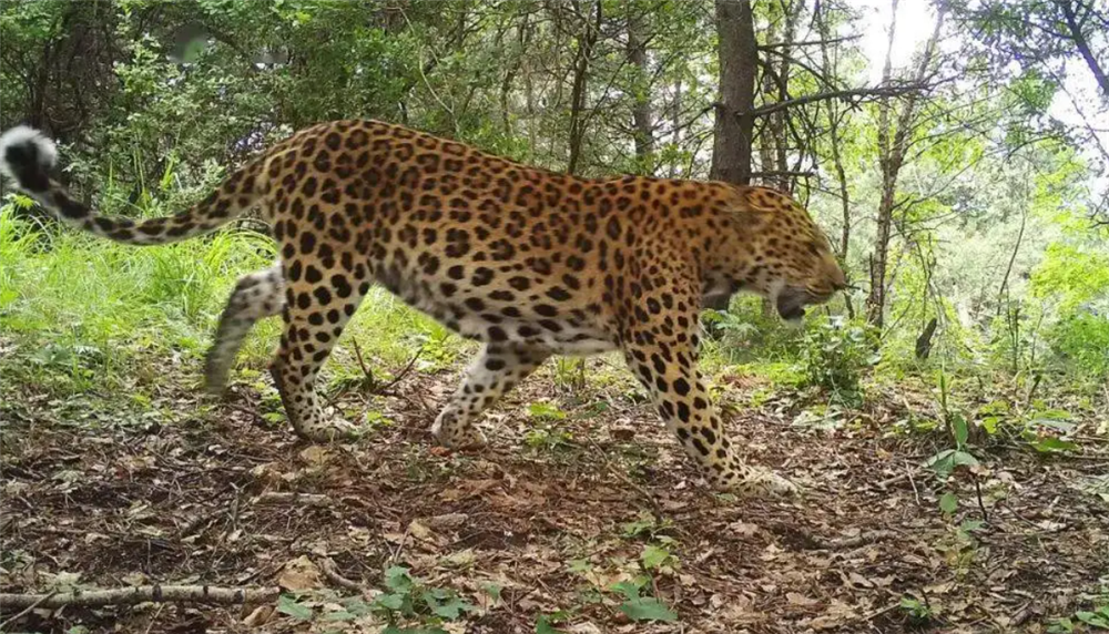 4只华北豹现身子午岭,母豹躺在地上休息,小豹叼着猎物四处跑__财经