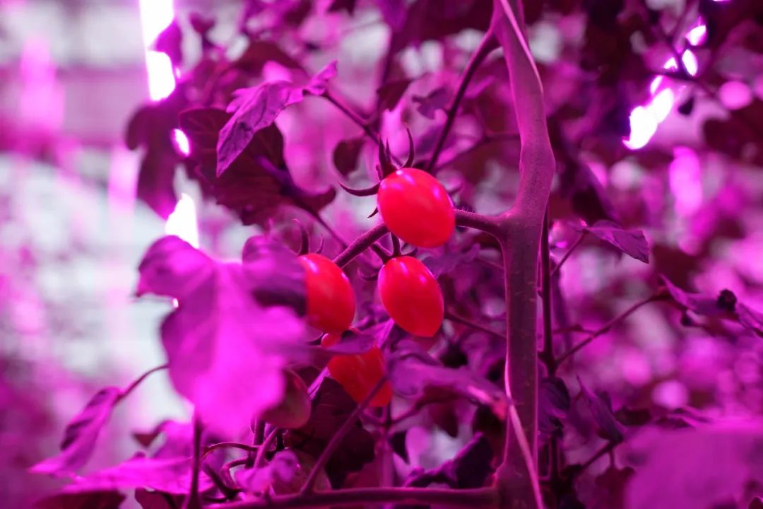 云南昆明的多多农研基地里,补光灯下的番茄.彭来|摄