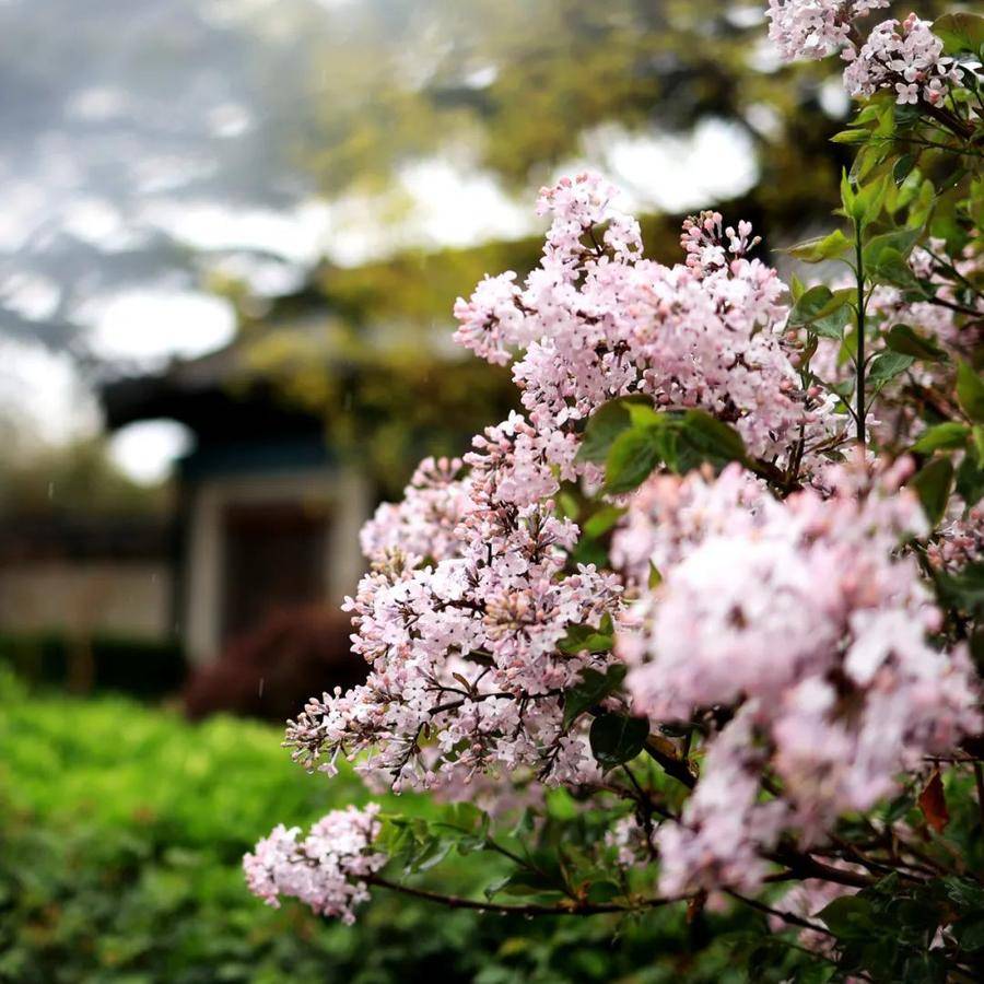 隐约间，蓬莱阁披上一层轻纱，带来泥土和花草的清香