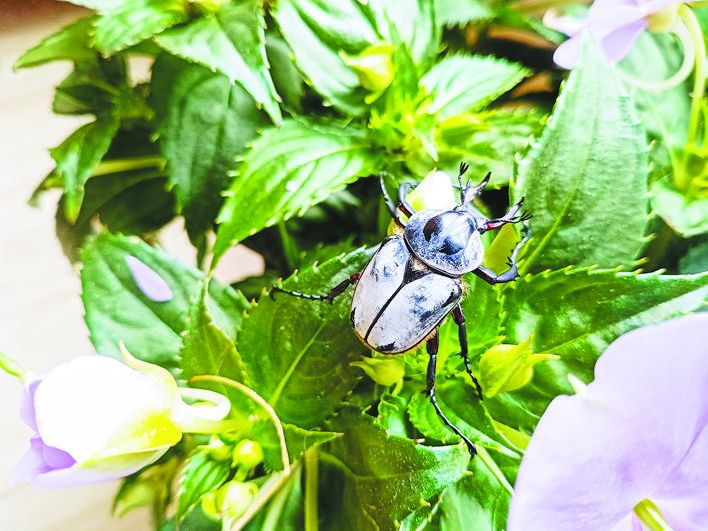 巢湖岸边首次发现长着鹿角的花金龟