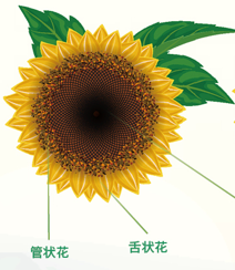 与绝大多数菊科植物一样,向日葵的头状花序(俗称花盘)上也有两种花