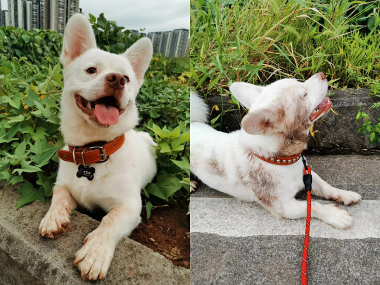 上游帮忙丨养了6年的狗狗即将送人 孕妇家到底能不能饲养猫狗？休闲区蓝鸢梦想 - Www.slyday.coM