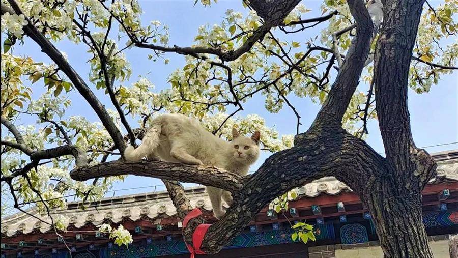 喵~~！来到蓬莱阁，跟着仙境猫赏花去