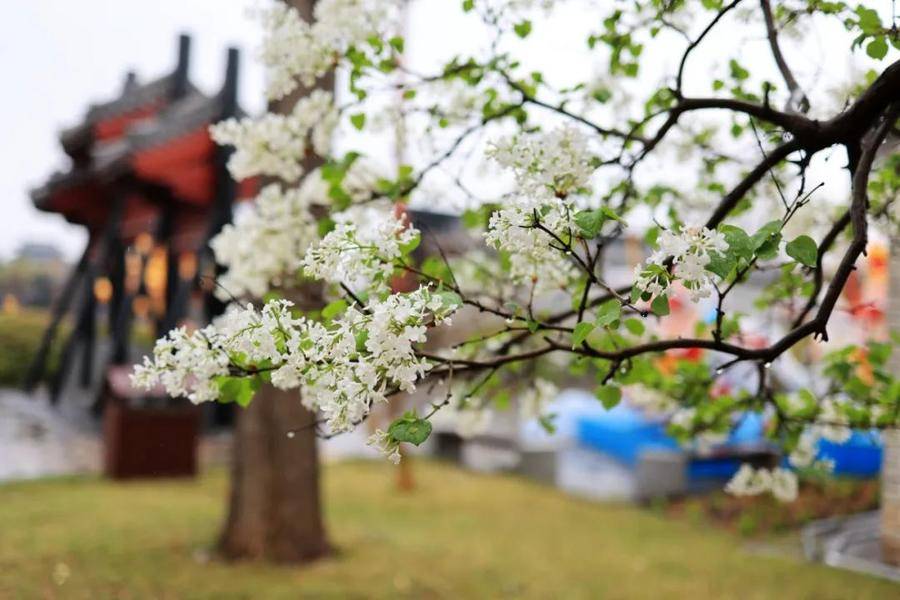 隐约间，蓬莱阁披上一层轻纱，带来泥土和花草的清香