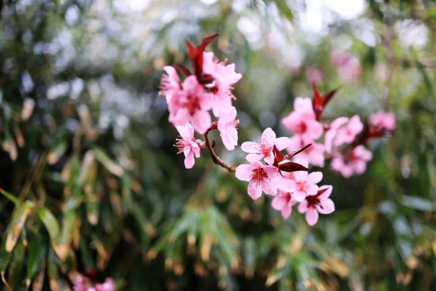 隐约间，蓬莱阁披上一层轻纱，带来泥土和花草的清香