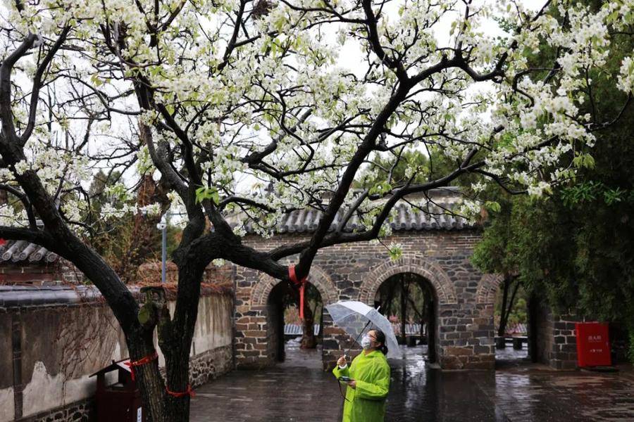 隐约间，蓬莱阁披上一层轻纱，带来泥土和花草的清香