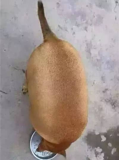 这些胖成煤气罐的狗子,怕都是被奶奶带大的,狗:奶奶我不饿休闲区蓝鸢梦想 - Www.slyday.coM 这些胖成煤气罐的狗子,怕都是被奶奶带大的,狗:奶奶我不饿休闲区蓝鸢梦想 - Www.slyday.coM