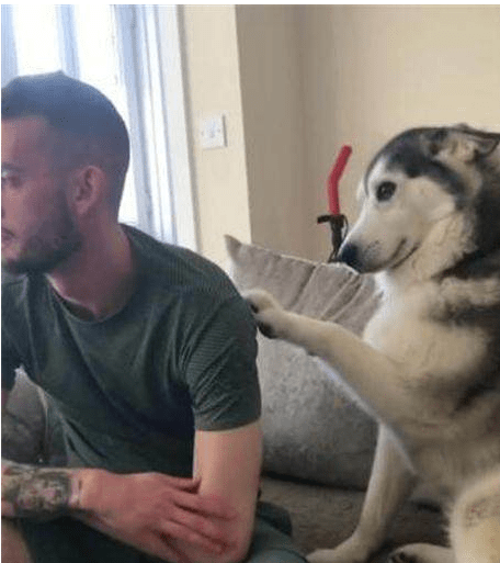 二哈向主人撒娇求抱抱，没曾想主人直接给了大福利休闲区蓝鸢梦想 - Www.slyday.coM