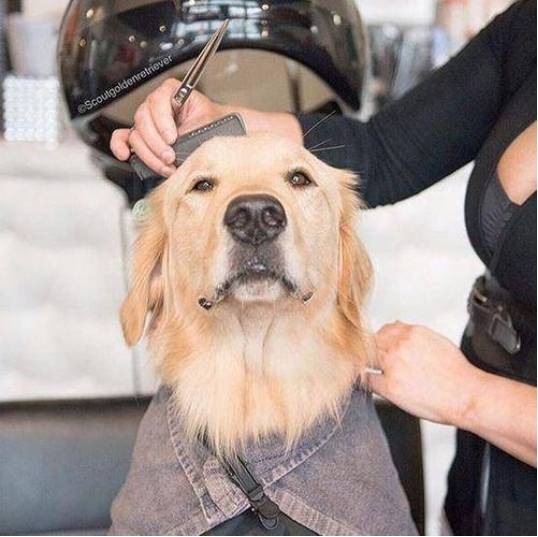 全国理发师的统一把柴犬剪成小土狗主人这还是我的狗吗