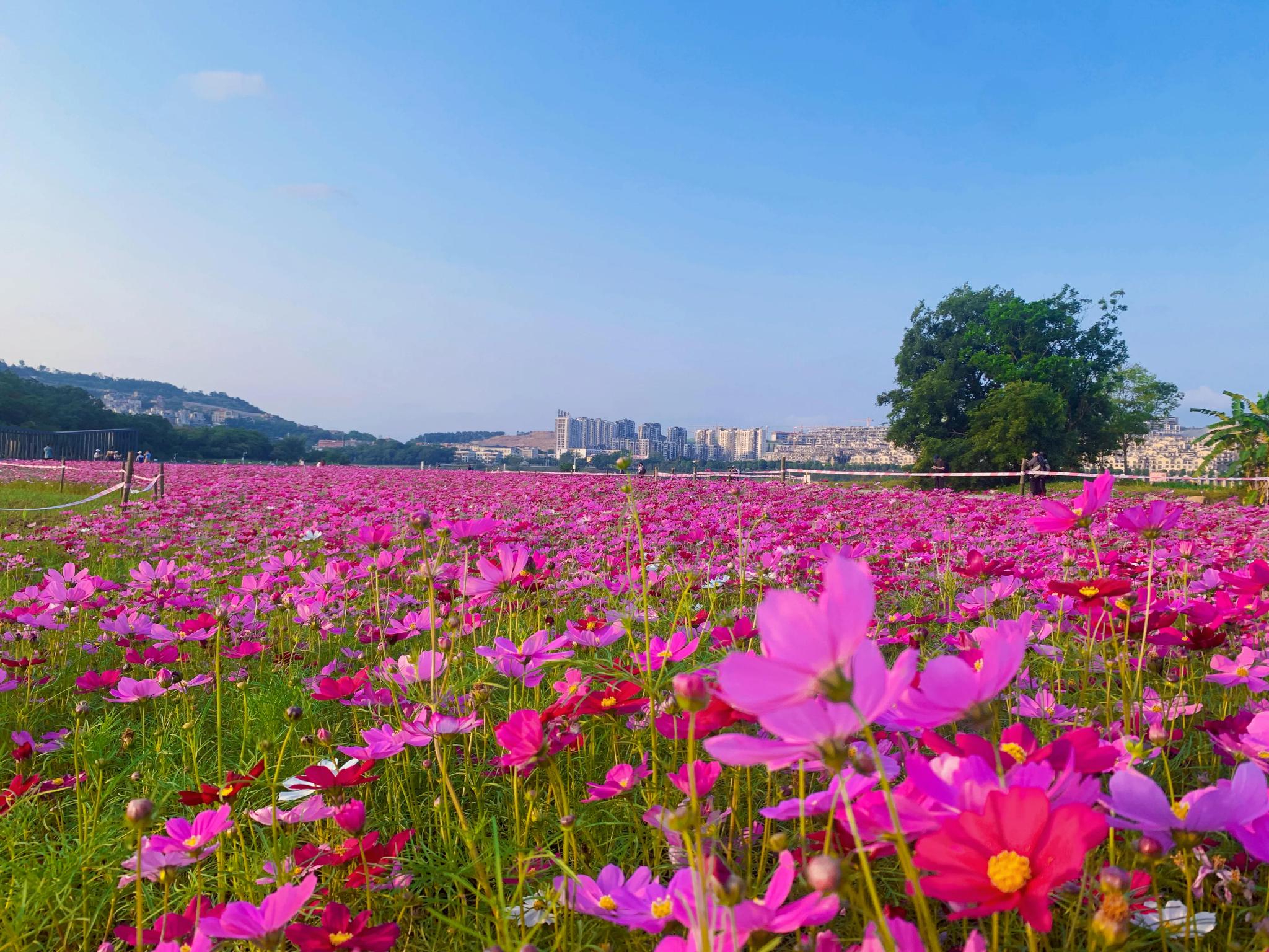 广西南宁格桑花连片盛开漫山花海画中游