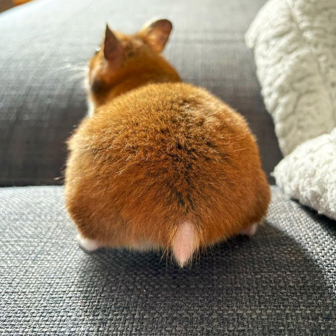 有一种可爱是仓鼠的屁股