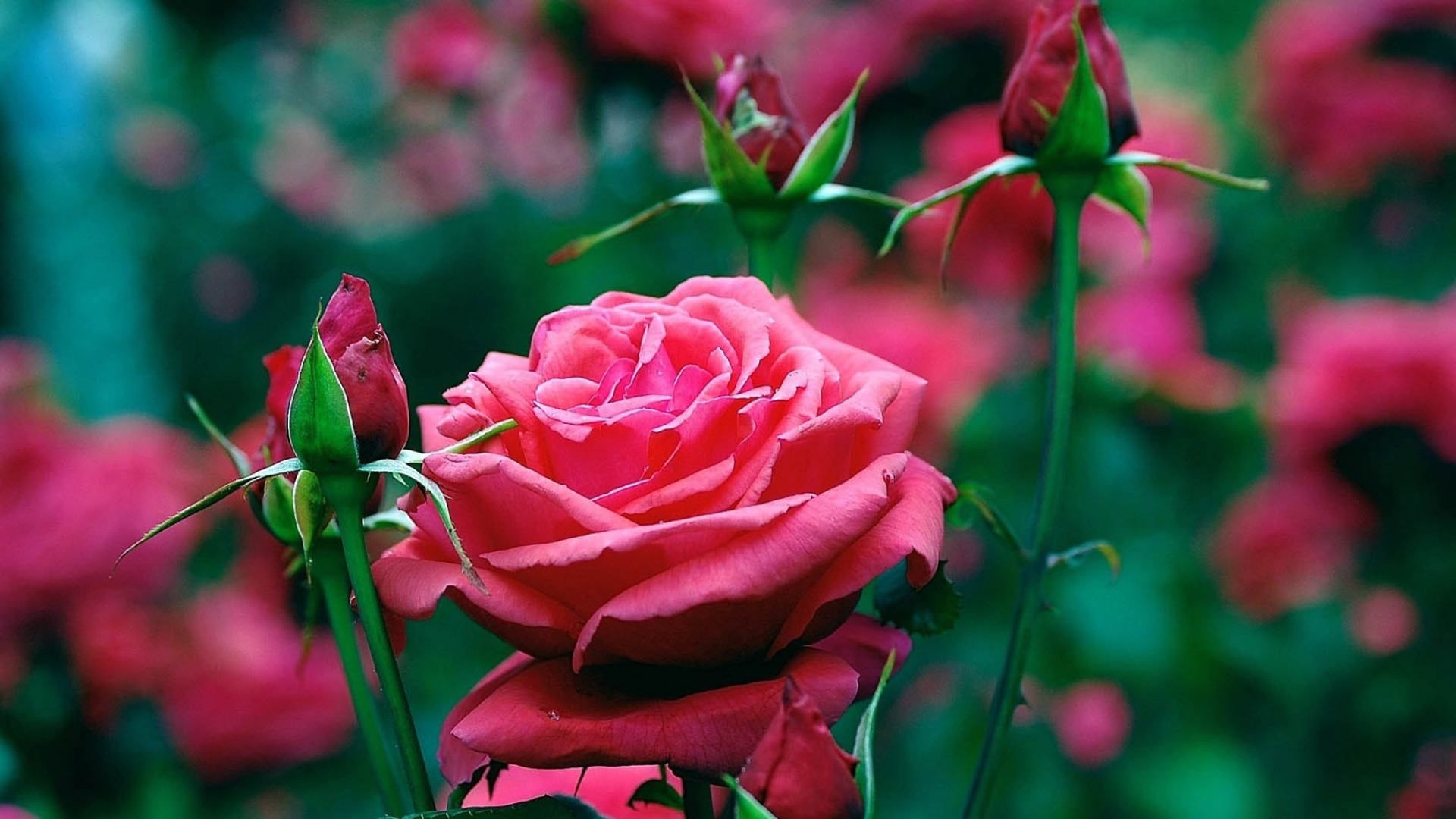 5月上旬四大星座横财如雨加把劲横财入账运势逆袭