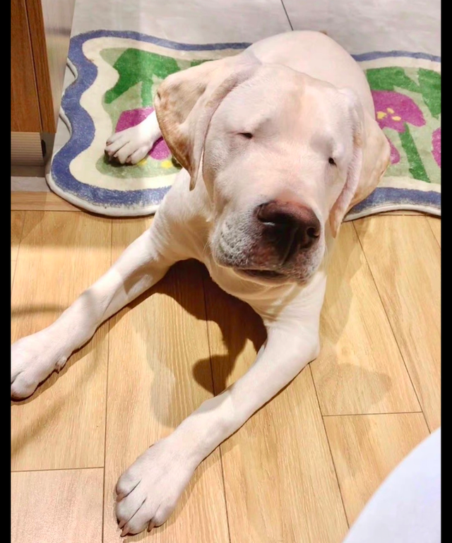 狗狗的眼睛特别小,在它长长的脸上看起来好搞笑,确定能看清吗?