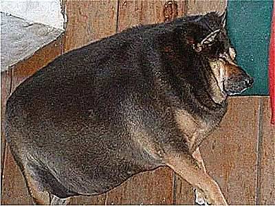 这些胖成煤气罐的狗子,怕都是被奶奶带大的,狗:奶奶我不饿休闲区蓝鸢梦想 - Www.slyday.coM 这些胖成煤气罐的狗子,怕都是被奶奶带大的,狗:奶奶我不饿休闲区蓝鸢梦想 - Www.slyday.coM