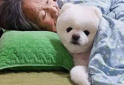 这些胖成煤气罐的狗子,怕都是被奶奶带大的,狗:奶奶我不饿休闲区蓝鸢梦想 - Www.slyday.coM 这些胖成煤气罐的狗子,怕都是被奶奶带大的,狗:奶奶我不饿休闲区蓝鸢梦想 - Www.slyday.coM