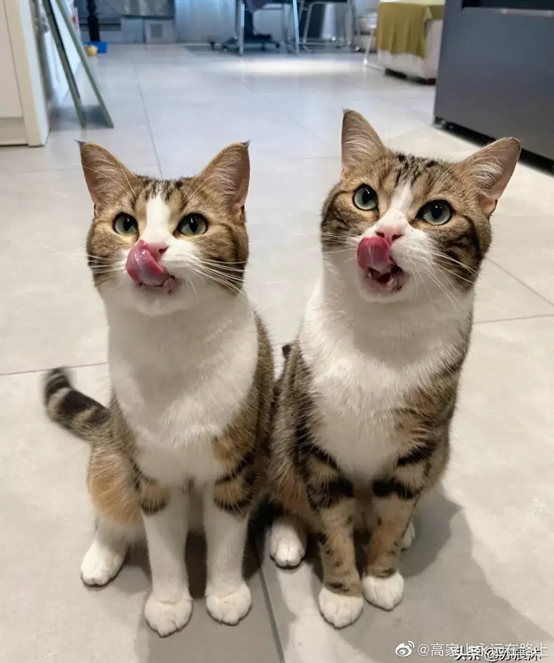 这猫咪怎么这么可爱呢干个啥都一模一样呢