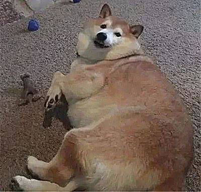 这些胖成煤气罐的狗子,怕都是被奶奶带大的,狗:奶奶我不饿休闲区蓝鸢梦想 - Www.slyday.coM 这些胖成煤气罐的狗子,怕都是被奶奶带大的,狗:奶奶我不饿休闲区蓝鸢梦想 - Www.slyday.coM