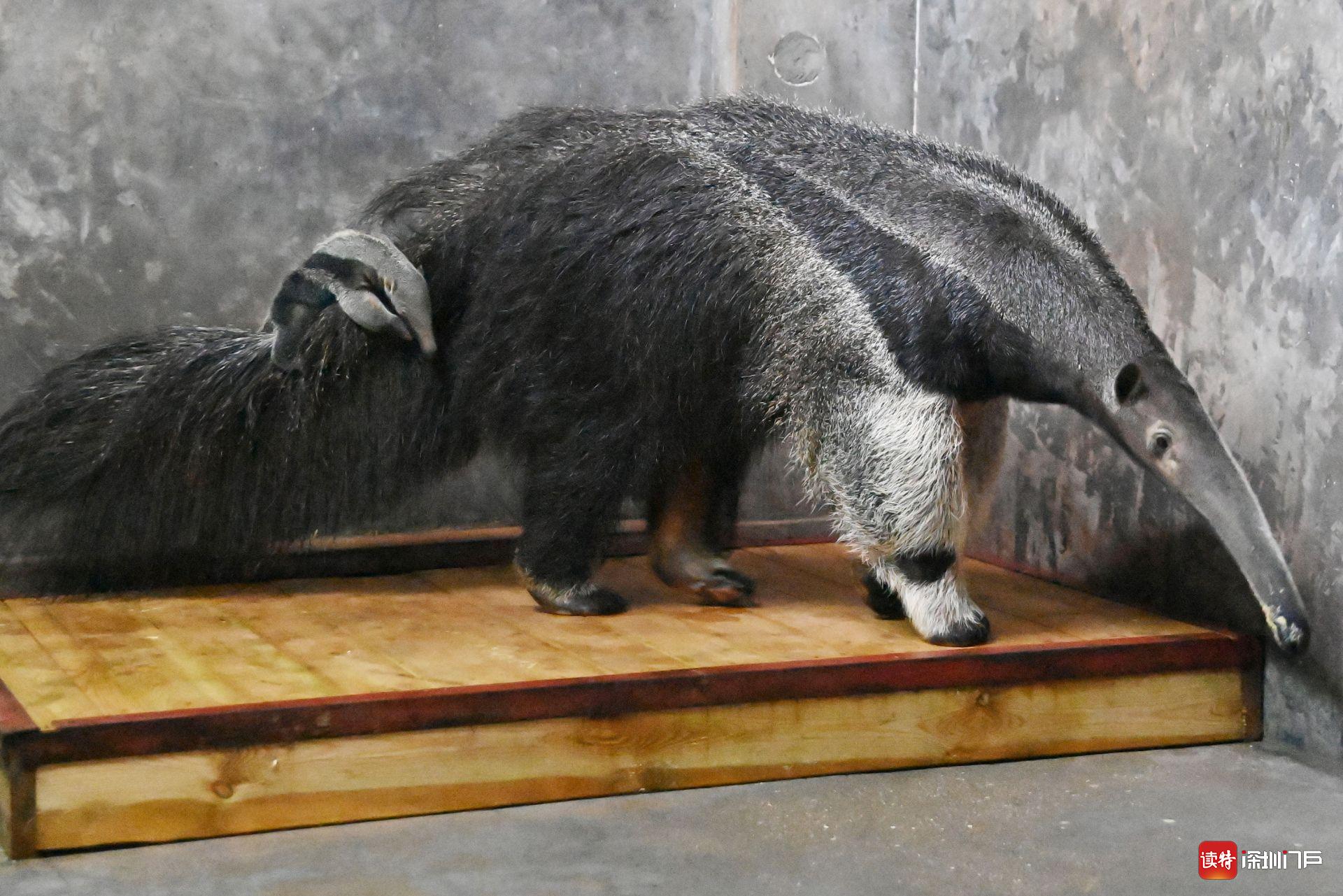 深圳野生动物园大食蚁兽家族"添丁增口"|深圳市_新浪新闻